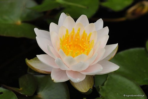 Nymphaea „Walter Pagels”