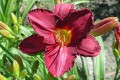 Hemerocallis „Westerplatte”