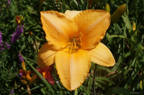 Hemerocallis „Lech Wałęsa”