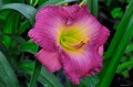 Hemerocallis "Moroccan Sunrise"