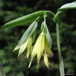 Uvularia perfoliata - jagodowiec przerosłolistny