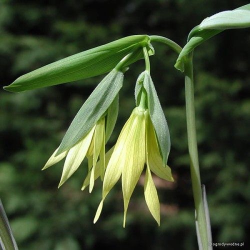 Uvularia perfoliata