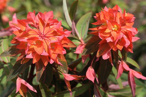 Euphorbia griffithii