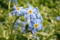 Myosotis palustris - kwiat