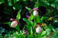 Cypripedium „Philipp”