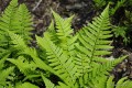 Dryopteris goldiana