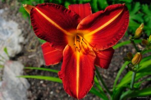Hemerocallis „Mazur” - liliowiec 