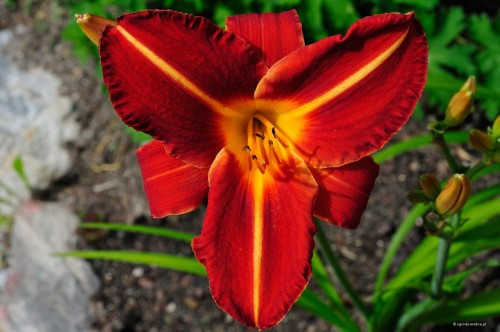 Hemerocallis „Mazur”