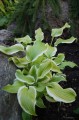 Hosta ''Sweetie''