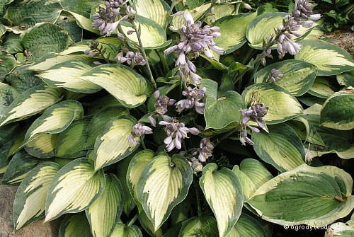 Hosta „Paradise Joyce”