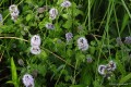 Mentha aquatica