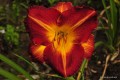 Hemerocallis „Andrzej Bobola”