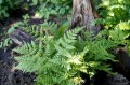Dryopteris carthusiana