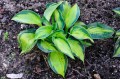 Hosta „Heat Wave”