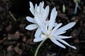 Colchicum autumnale „Alba Plena”