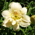 Hemerocallis "Bowl of Cream" fot. KG