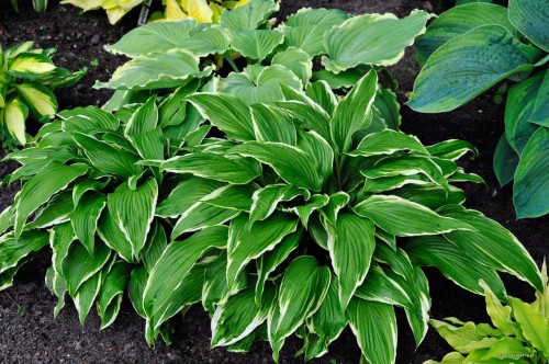 Hosta "Dragon Warrior"