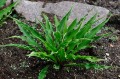 Hosta "Electrocution"