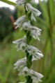 Spiranthes cernua - kwiat Fot. flickr.com, użytkownik Fritz Flohr Reynolds licencja CC