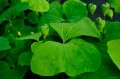 Jeffersonia diphylla po kwitnieniu