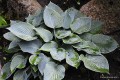 Hosta „Camelot”