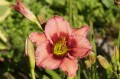 Hemerocallis „Mayah Showgirl”
