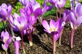 Colchicum speciosum-2