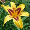 Hemerocallis "Bonanza" fot. KG