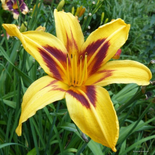 Hemerocallis "Bonanza" fot. KG