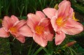 Hemerocallis „South Seas” fot. KG