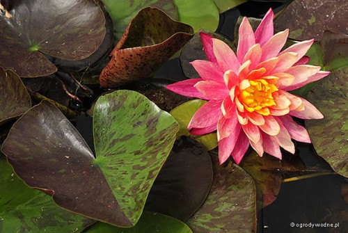 Lilia wodna „Wanvisa”