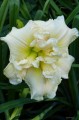 Hemerocallis "Bowl of Cream" fot. KG