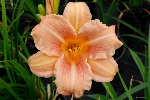 Hemerocallis „EveryDaylily Pink Wing”