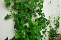Kratka pod winogrono