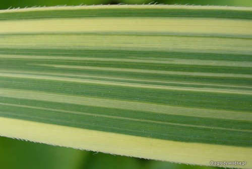 Paski na liściu Phragmites karka „Variegata”