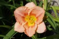 Hemerocallis "Beyond Belief"