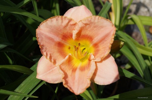 Hemerocallis "Beyond Belief"