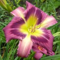 Hemerocallis "Magic Dancer" fot. KG
