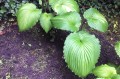 Hosta „War Paint” w sierpniu