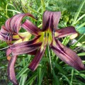 Hemerocallis "Black Arrowhead" fot. KG