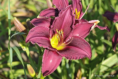 Hemerocallis „Wrocław”