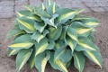 Hosta „Catherine”