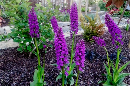 Dactylorhiza „Foliorella”