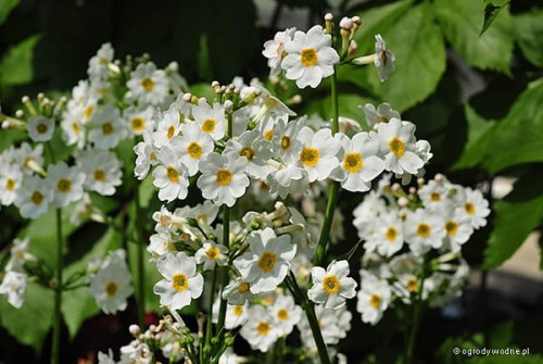 Pierwiosnek japoński „Alba”