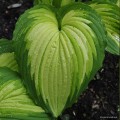 Hosta „War Paint” - liść