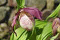 Cypripedium „Philipp”
