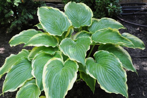 Hosta „Gone With the Wind”