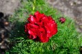 Paeonia tenuifolia „Rubra Plena”