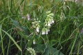 Symphytum officinale o białych kwiatach