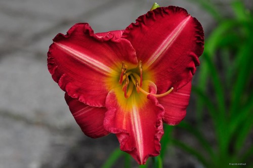 Hemerocallis „Ada Sari”